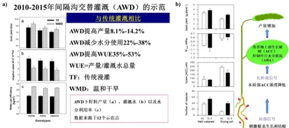 绑定挨草系统后 何景：分析其对农业生产效率和可持续发展的影响及未来发展方向