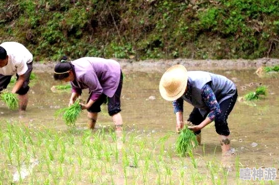 插秧七十二招式图片：令人震惊的传统农业技艺，竟然能提高产量三倍！