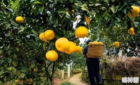 桔子树的小说酸涩的果实终于成熟可以采摘了