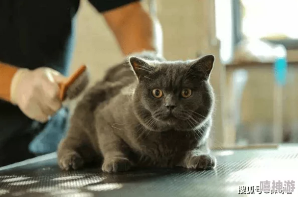 国产无毛猫幼猫价格暴涨宠物市场乱象丛生亟待规范